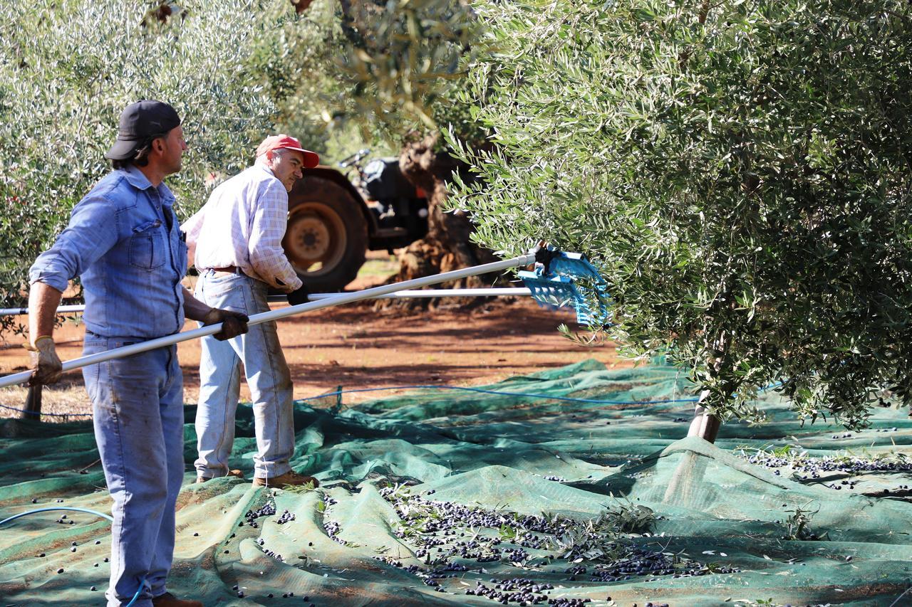 Masseria Lama Di Galizia 오스투니 외부 사진